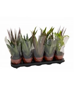 Piante verdi Mix vaso 14