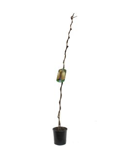 Pianta da frutto in vaso