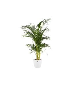 Elho Vaso Brussels - Bianco -  22 cm