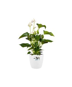 Elho Vaso Brussels - Bianco -  25 cm
