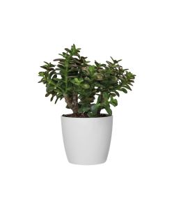 Elho Vaso Brussels - Antracite -  25 cm