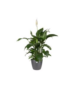 Elho Vaso Brussels - Antracite -  25 cm