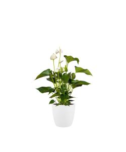 Elho Vaso Brussels Round - Bianco - 30cm