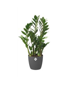 Vaso brussels round 30cm Antracite