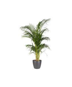 Elho Vaso Brussels Round - Antracite - 30cm