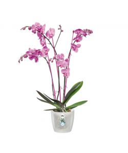 Vaso Brussels Orchid 12,5cm