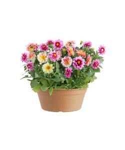 Elho Vaso da Giardino Green Basics - Beige -  27 cm