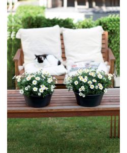 Elho Vaso Bowl � 38 cm Living Black - Ciotola da Giardino Rotonda