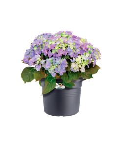 Elho Vaso Cilinder Rotondo 45 cm Living Black in Plastica Riciclata