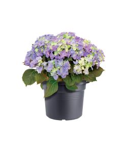 Elho Vaso Cilinder Rotondo 45 cm Living Black in Plastica Riciclata