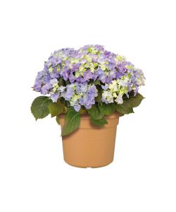 Elho Vaso Cilinder 45 cm Mild Terra per Esterno in Plastica Riciclata