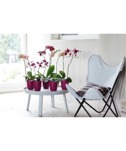 Vaso Brussels Orchid High Cherry