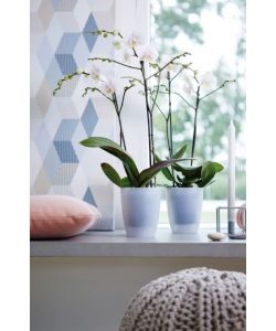 Vaso brussels Orchid High Trasparente