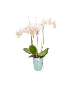 Vaso brussels Orchid High Trasparente