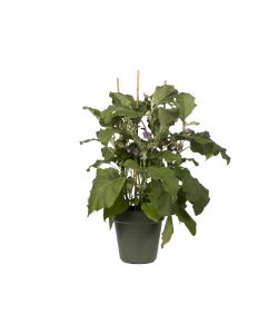Vaso Growpot 11 cm Leaf Green