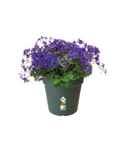 Elho Vaso da Esterno Growpot - Verde Leaf - 27 cm