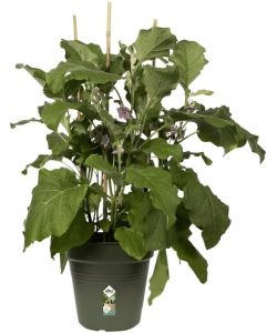 Elho Vaso Growpot 35 cm Leaf Green - Vaso da Coltivazione Moderno