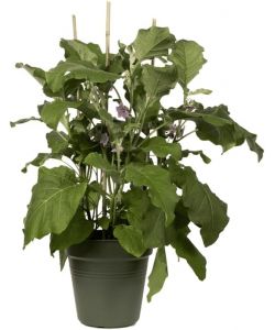 Elho Vaso Growpot 35 cm Leaf Green - Vaso da Coltivazione Moderno
