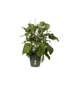 Elho Vaso Growpot Verde 40 cm - Vaso da Coltivazione per Piante e Fiori