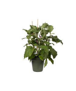 Elho Vaso Growpot Verde 40 cm - Vaso da Coltivazione per Piante e Fiori