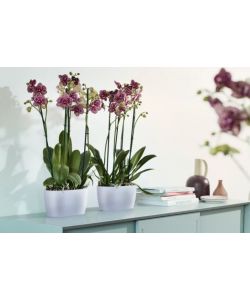 Elho Vaso per Orchidee - Trasparente - 25cm