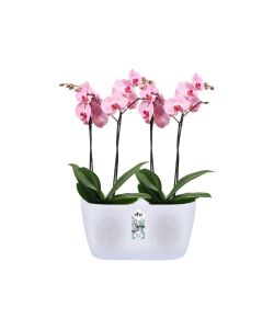 Elho Vaso per Orchidee - Trasparente - 25cm