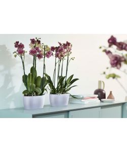 Elho Vaso per Orchidee - Trasparente - 25cm