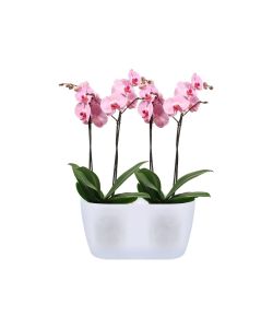 Elho Vaso per Orchidee - Trasparente - 25cm