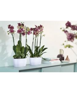 Vaso Brussels Orchid Duo Bianco