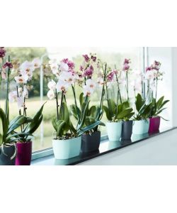 Vaso Brussels Orchid Duo Cherry