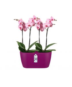 Vaso Brussels Orchid Duo Cherry