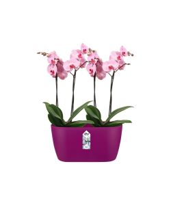 Elho Vaso per Orchidee - Cherry Red - 24.8x12 cm