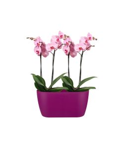 Elho Vaso per Orchidee - Cherry Red - 24.8x12 cm