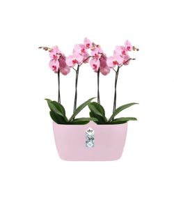 Vaso Brussels Orchid Duo Rosa
