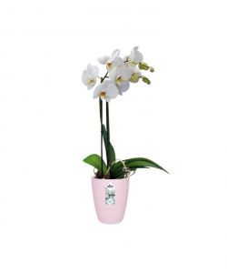 Vaso Burssels Orchid High Rosa