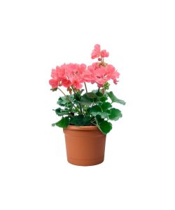 Elho Balconiere Green Basics - Vaso con Supporto per Ringhiere Colore Terra