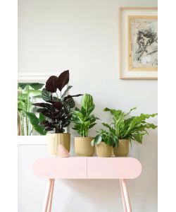 Elho Vibes Fold Vaso per Piante Giallo Burro d.14 cm Design Moderno