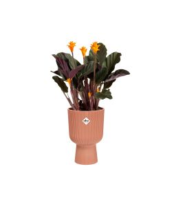 Elho Vaso Vibes Fold Coupe 14 cm Colore Rosa - Fioriera Interno Design Moderno