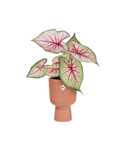 Elho Vaso Vibes Fold Coupe 14 cm Colore Rosa - Fioriera Interno Design Moderno