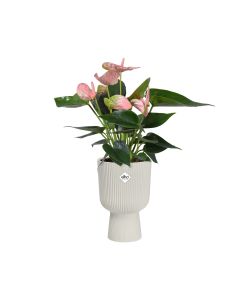 Elho Vaso Vibes Fold Coupe 14 cm Silky White - Fioriera Interna Elegante