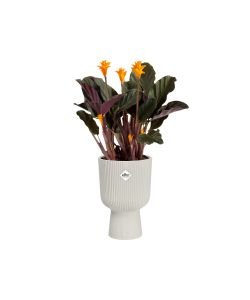 Elho Vaso Vibes Fold Coupe 14 cm Silky White - Fioriera Interna Elegante