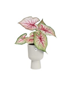 Elho Vaso Vibes Fold Coupe 14 cm Silky White - Fioriera Interna Elegante