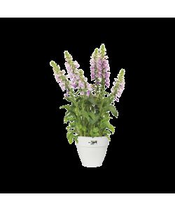 Vaso vibia campana round 35cm Bianco
