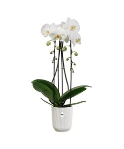 Elho Vaso per Orchidee Vibes Fold 12,5cm Bianco - Design Moderno e Sostenibile