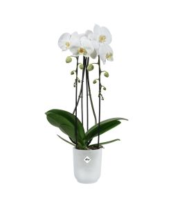 Elho Vaso Vibes Fold Orchid Trasparente 12,5cm per Orchidee Indoor