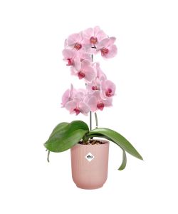 Elho Vibes Fold Orchid High 12,5cm - Vaso Rosa per Orchidee in Plastica Riciclata