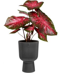 Elho Vaso per Piante Vibes Fold Coupe 14 cm Anthracite Design Moderno
