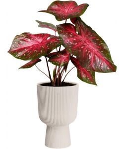 Elho Vaso Vibes Fold Coupe 14 cm Bianco Lino per Piante da Interno