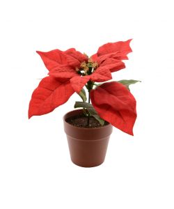 Stella Di Natale  16 cm
