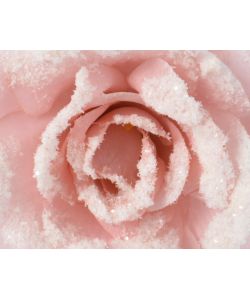 Clip rosa  innevata 12xh5 cm